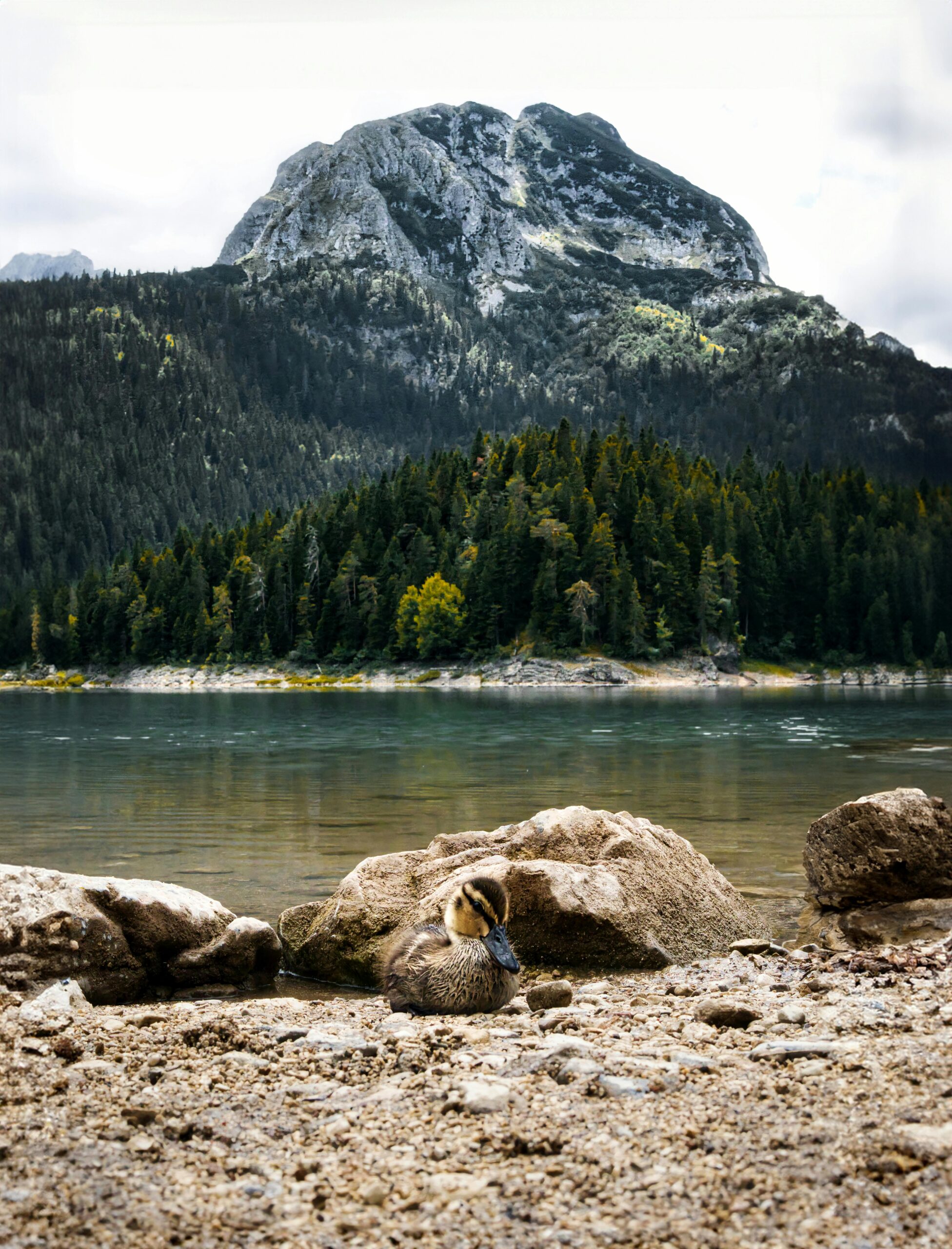 pexels-ruben-boekeloo-521336009-27151142-scaled